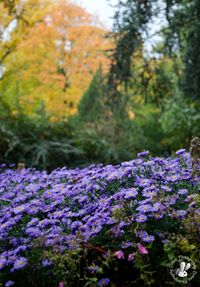 Herbstbl&uuml;te